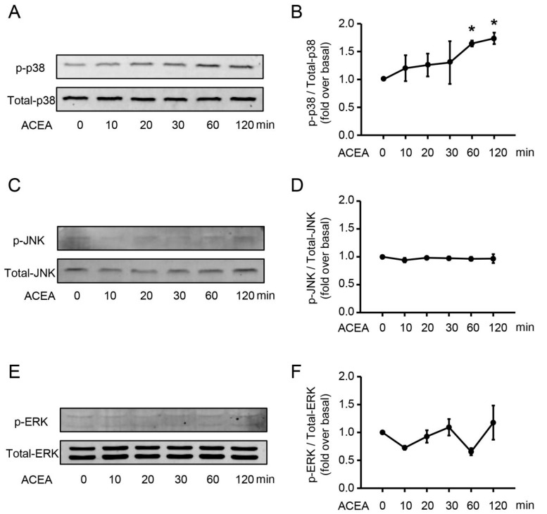 ACEA increases the protein level of phosphor-p38 in neutrophils. (A,B) Phosphor-p38 and total p38 expression after ACEA treatment was measured by Western blot. (C,D) Phosphor-JNK and total JNK expression. (E,F) Phosphor-ERK and total ERK expression.Data are presented as the mean ± SEM. N = 3 per group. * p < 0.05 vs. control.