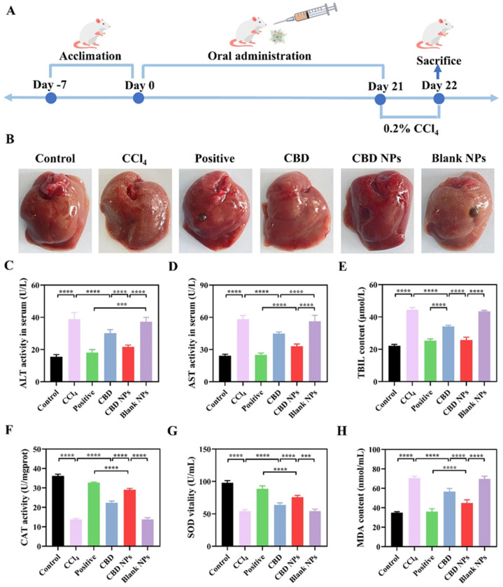 The alleviating effect of CBD NPs on CCl4-induced ALI. (A) The animal experimental protocol. (B) Liver images. The effects of CBD NPs on the levels of (C) ALT, (D) AST, (E) TBIL, (F) CAT, (G) SOD, and (H) MDA in the liver tissue of ALI mice. The values are presented as the mean ± SD (n = 3). Statistical significance is indicated as follows: *** p < 0.001, and **** p < 0.0001.