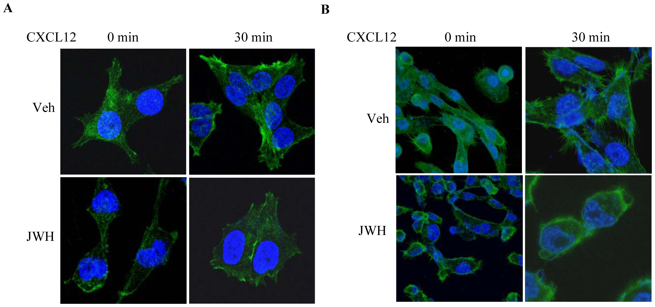 CB2 agonist inhibits CXCL12-induced focal adhesions and stress fibres formation.Confocal microscopic visualization of (A) MCF-7/CXCR4 for focal adhesion (stained for Vinculin) or (B) SCP2 cells for stress fibers (stained for phalloidin). The cells were pretreated with vehicle or JWH-015 (20 µm) overnight and then stimulated with CXCL12 (100 ng/ml; 30 min).