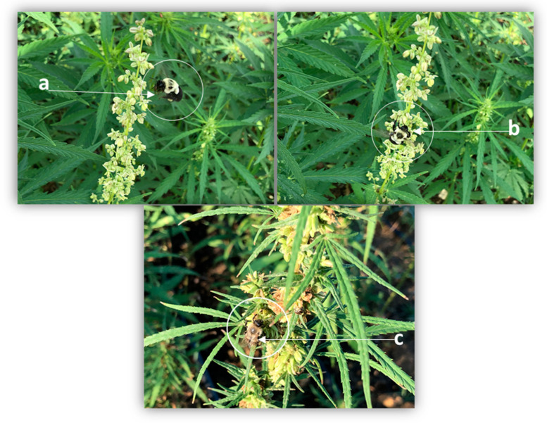 Bumble bee landing on industrial hemp flower (a) bumble bee (b) and sweat bee (c) foraging on industrial hemp flower.