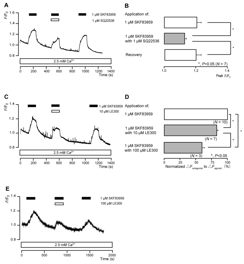 D1 receptor-agonist-induced intracellular cAMP level increases. (A,C,E) Representative traces of transient intracellular cAMP level increases in response to 1 μM SKF83959, with or without 1 µM SQ22536 (A), 10 µM LE300 (C), or 100 µM LE300 (E), in the presence of extracellular Ca2+ (2.5 mM) (white boxes at bottom). Black boxes at the top indicate periods of SKF83959 addition to the external solution. White boxes at the top indicate periods of SQ22536 (A) or LE300 (C,E) addition to the external solution. (B) Bar graphs of SKF83959-induced intracellular cAMP level increases, without (upper column) or with (middle column) 1 µM SQ22536. Recovery (lower column) shows the reversible effect of SQ22536. (D) Bar graphs of inhibitory effects of 10 µM LE300 (middle column) or 100 µM LE300 (lower column) on the normalized value of 10 μM SKF83959-induced increases in the intracellular cAMP in the presence of LE300 to that in the absence of LE300. Each bar in (B,D) denotes the mean ± SE across the number of experiments shown in parenthesis. Statistically significant differences between columns (solid lines) are indicated with asterisks: * p < 0.05.