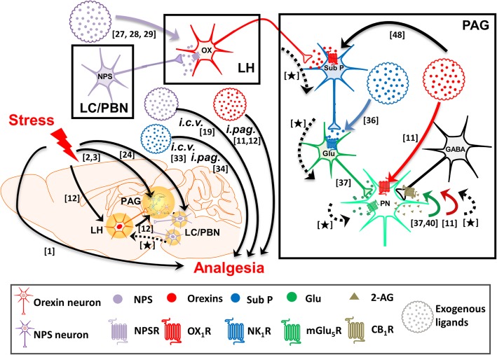 A schema depicting the possible relationships among NPS, orexins, substance P, mGlu5R and endocannabinoid (2-AG) during SIA, based on the available literature. The cascades occurring in the locus coeruleus (LC)/ parabrachial nucleus (PBN), lateral hypothalamus (LH) and periaqueductal gray (PAG) during stress or exposing to NPS (purple), orexins (red) or substance P (blue) are depicted in the right box. The findings that have been reported are shown by solid lines with the numbers of referred literatures. To fulfil our hypothesis, the links that have to be proven are now established in this study, which are denoted by broken lines marked with [★]. The images of mouse brain and neurons are adapted from Illustration Toolkit Neuroscience by Motifolio. PN: projection neuron; SubP: substance P; Glu: glutamate