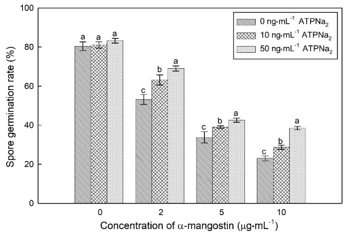 The inhibitory effect of α-mangostin in combination with ATPNa2 on conidia germination of C. gloeosporioides. Different letters on bars in the same column indicate significant differences (p < 0.05).