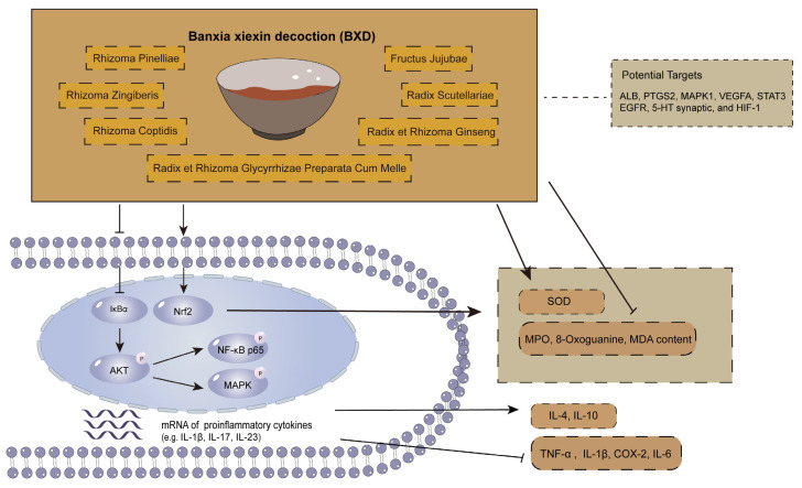 Mechanisms associated with the role of BXD in intestinal inflammation [192,196,197,201].