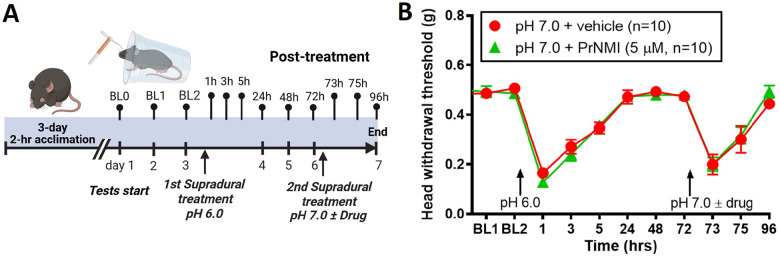Post-treatment with PrNMI does not prevent latent allodynia.A: Schematic representation of experiment. B: Supradural treatment with pH-6.0 saline produces allodynia in the periorbital area which recovers by 24 hrs. At 72 hrs, supradural co-administration of PrNMI with pH-7.0 saline does not prevent latent allodynia responses. P = 0.9355 (two-way repeated measures analysis of variance).