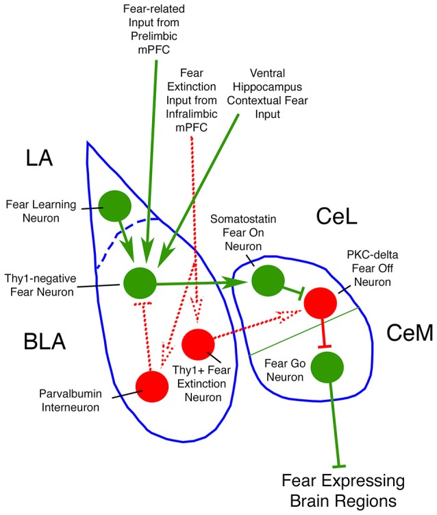 Circuit diagram of neuron types of amygdala of interest to the present study. Neurons and inputs shown in green promote fear, while those shown in red reduce fear. Dotted lines represent connections that are less firmly established in the literature than are the connections shown by solid lines.