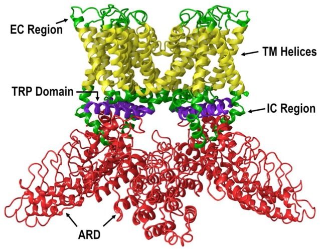 The lipid view of TRPV1 adapted from PDB: 3J5P. Ankyrin repeat domain (ARD) shown in red, transmembrane helices shown in yellow, TRP domain shown in purple, and intracellular regions (ICRs) and extracellular regions (ECRs) shown in green. Sections have been omitted for clarity.