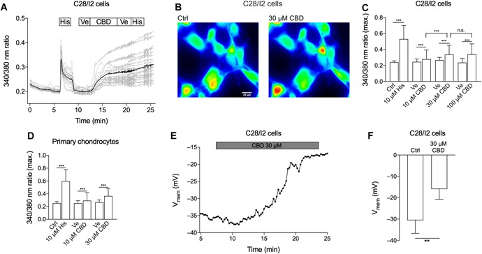 Cannabidiol (CBD) induces [Ca2+]i elevation and a depolarization of the chondrocyte cell membrane potential (V mem). Time‐lapse fluorescence imaging of [Ca2+]i (A–D) and whole‐cell patch‐clamp time course of V mem and mean V mem (E, F). (A) Time course of a single [Ca2+]i measurement using Fura‐2/AM. C28/I2 cells were perfused with 10 µM histamine (His) as a positive control, subsequently washed with bath solution containing the CBD solvent, ethanol (Ve = Vehicle) and then treated with 100 µM CBD, followed by another washing step and histamine application. Gray lines represent recordings of single cells, the black line represents the average of the single‐cell recordings. Boxes above indicate the perfusion conditions. (B) Pseudo‐color image of C28/I2 cells stained with Fura‐2/AM. A shift toward yellow and red indicates accumulation of [Ca2+]i. (C) Mean ± standard deviation (SD) of maxima of 340/380 ratios of C28/I2 cells treated with rising concentrations of CBD (10 µM: three independent experiments, 73 single cells; 30 µM: two independent experiments, 85 single cells; 100 µM: five independent experiments; 93 single cells). (D) Mean ± SD of maxima of 340/380 ratios of primary human chondrocytes treated with histamine as positive control followed by rising concentrations of CBD (10 µM: one experiment, six single cells; 30 µM: two independent experiments, 26 single cells). (E) Time course of V mem of a single experiment. Each dot represents the mean V mem over 15 s. (F) Mean ± SD V mem in the absence (Ctrl) and the presence of 30 µM CBD. [Color figure can be viewed at wileyonlinelibrary.com]