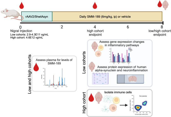 Experimental design and outcome measures. Rats were injected unilaterally with AAV2/5-human WT alpha-synuclein (low cohort: 2.9–4.3E11 vg/mL) using stereotaxic coordinates to target the substantia nigra and one week later were dosed daily with peripheral injections of SMM-189, a novel CB2 inverse agonist (6 mg/kg, ip) or vehicle for 7 remaining weeks until perfusion. Blood was collected at baseline and every 4 weeks to measure plasma drug levels. Endpoint brain and PBMCs were evaluated for changes in inflammatory pathway gene expression using qPCR and the midbrain was subjected to immunohistochemistry to evaluate synuclein pathology and immune cells. An additional cohort of rats followed similar experimental design (high cohort: 4.6E12 vg/mL) to evaluate immune cells in blood (PBMCs) and brain by flow cytometry. Blood was collected at baseline, 4 weeks and 8 weeks to measure plasma drug levels and immunophenotype by flow cytometry and brains collected at either 4 or 8 weeks to immunophenotype by flow cytometry