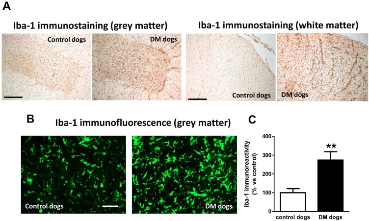 Iba-1 distribution in spinal cord sections of DM-affected dogs. Representative photomicrographs of Iba-1 immunostaining using DAB (A) and Iba-1 immunofluorescence (B) and its quantification (C) in spinal cord sections (grey matter in the ventral horn and white matter in the dorsal area, both at T7-T10) of DM-affected and age-matched control dogs. Values are expressed as means±s.e.m. for 5-7 animals per group. Data were analysed using the unpaired Student's t-test (**P<0.01 compared with control animals). Scale bar: 300 µm (A) and 200 µm (B).