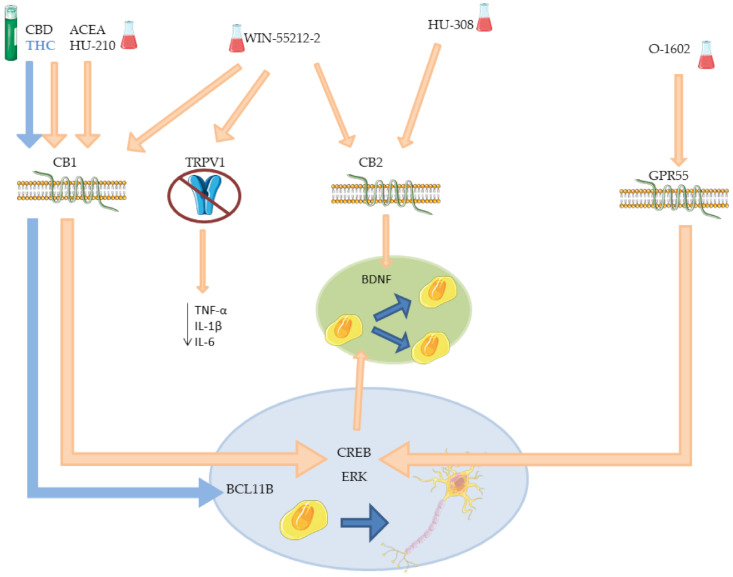 Mechanism of different phyto- and synthetic cannabinoids on neurogenesis. The picture offers a schematic representation of the receptors involved in neurogenesis and their signal cascade activated after agonist action of phyto- or synthetic cannabinoids, tested on cells or animals which do not resemble any specific disease. THC effect on BCL11B is highlighted in blue. BCL11B: B-cell lymphoma/leukemia 11B; BDNF: brain-derived neurotrophic factor; CB1: cannabinoid receptor 1; CB2: cannabinoid receptor 2; CBD: cannabidiol; CREB: cAMP response element-binding protein; ERK: extracellular signal-regulated kinases; GRP55: G protein-coupled receptor 55; IL-1β: interleukin 1 beta; IL-6: interleukin 6; THC: Δ9-tetrahydrocannabinol; TRPV1: transient receptor potential cation channel subfamily V member 1.