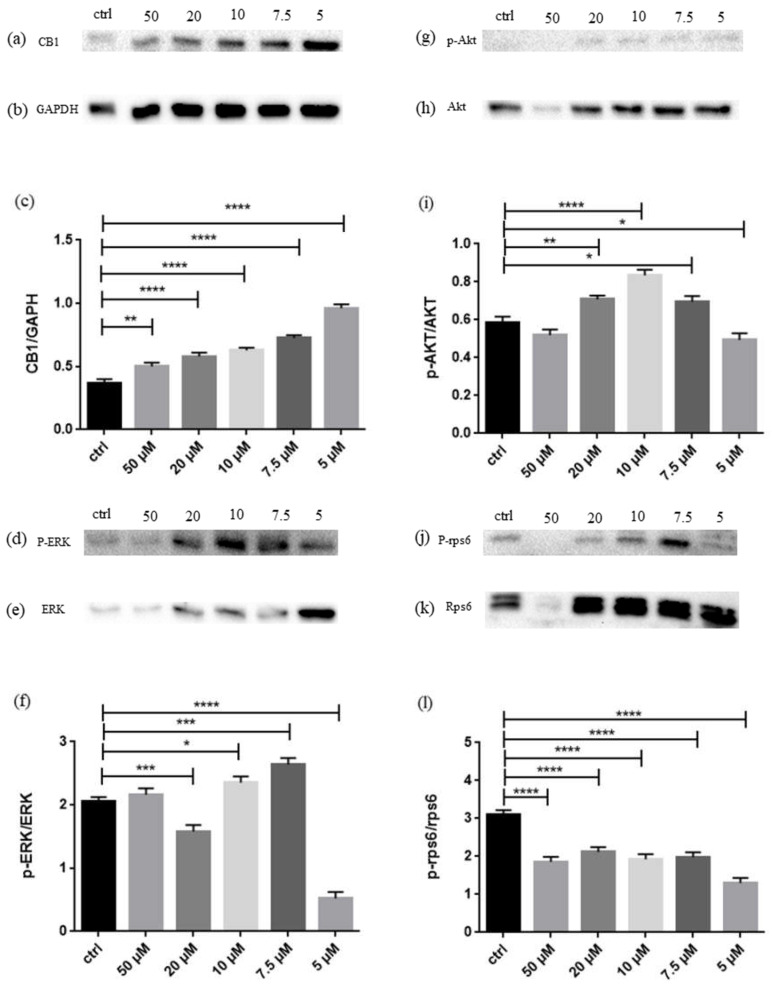 (a) Evidence of significant increase of CB1 in NSC-34 after treatment with CBNR; (b) GAPDH used for normalization; (c) densitometric analysis of CB1, ** p < 0.005. **** p < 0.0001; (d) Evidence of different phosphorylation degree of ERK at different doses; (e) not-phosphorylated ERK used for normalization; (f) densitometric analysis of p-ERK, * p < 0.05. *** p = 0.0001. **** p < 0.0001; (g) Evidence of different phosphorylation degree of Akt at different doses; (h) non-phosphorylated Akt used for normalization; (i) densitometric analysis of p-Akt, * p < 0.05. ** p < 0.005. **** p < 0.0001; (j) Evidence of different phosphorylation degree of rps6 at different doses; (k) non-phosphorylated rps6 used for normalization; (l) densitometric analysis of p-rps6, **** p < 0.0001.