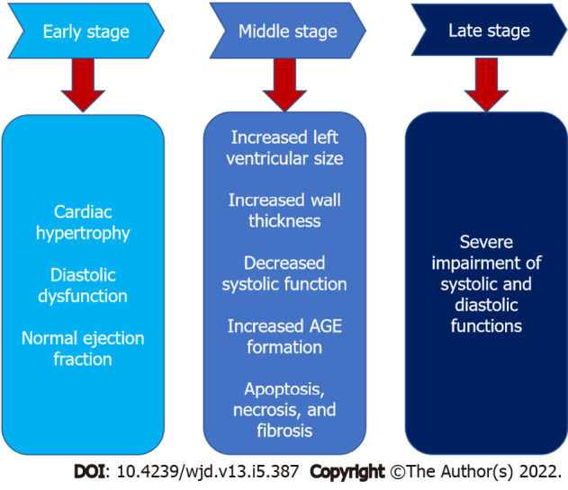 Stages of diabetic cardiomyopathy progression. Diabetic cardiomyopathy progresses from early development of hypertrophy and diastolic dysfunction that then progress to decreased systolic activity, apoptosis and cardiac fibrosis leading to severe impairment in both systolic and diastolic functions. AGE: Advanced glycation end products.