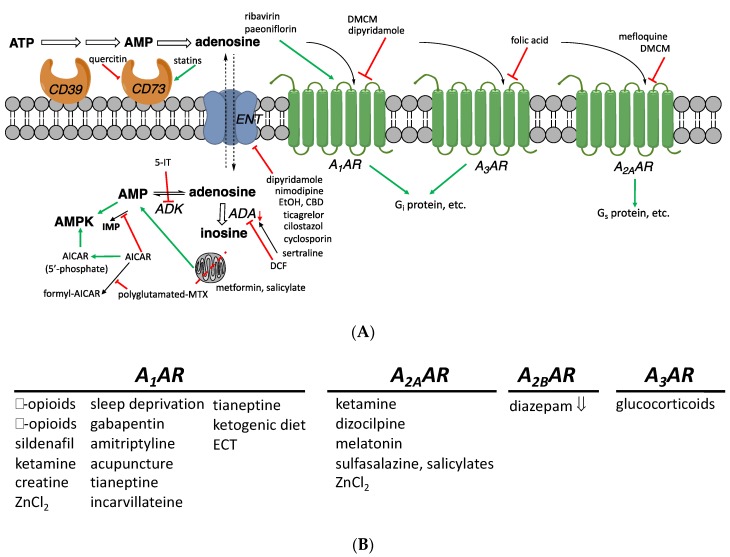 (A) Adenosinergic pathways and their putative modulators among non-AR drugs. These interactions have been found in model systems in vitro or in vivo and do not necessarily imply that a compound achieves the indicated effect when administered in humans. Intracellular processes resulting in elevated adenosine concentrations are shown. The A2BAR (not shown) activates Gs protein and has a low affinity for adenosine. (B) Drugs or treatments that influence adenosinergic signaling, including those having an undetermined or unclear mechanism (all are stimulatory, except diazepam). Inhibitory and stimulatory effects on the production of cAMP, mediated by Gi and Gs proteins, are shown. Intracellular adenosine concentrations can also be raised through inhibition of ADK (e.g., by 5-iodotubercidin (5-IT, structure not shown), ABT-702 18, or A-134974 19) or of adenosine deaminases (e.g., by deoxycoformycin, DCF 20). Moreover, AICAR inhibits an enzyme that metabolizes AMP by deamination, to indirectly increase intracellular adenosine. Compounds that are reported to influence adenosine signaling, but through undetermined AR subtypes, are not listed here.
