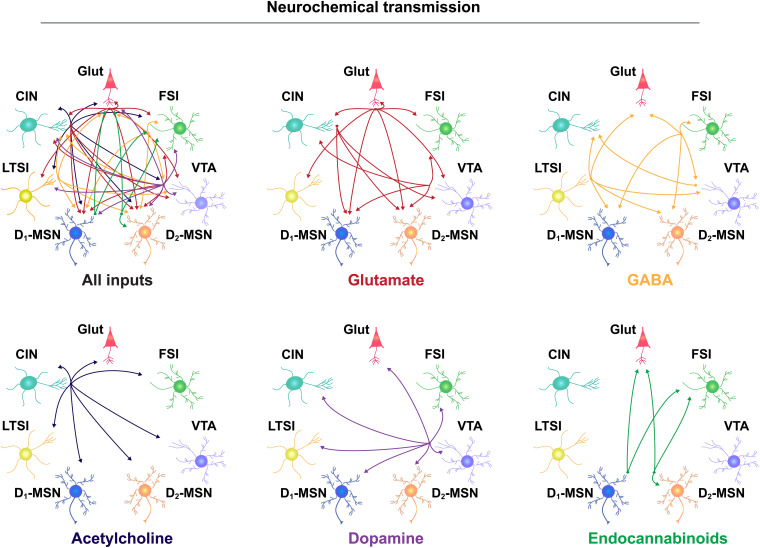 Neurochemical communication in the NAc. Neurotransmitter release from separate cellular populations in the NAc, including glutamatergic (Glut) neurons from throughout the brain, fast-spiking interneurons (FSIs), the ventral tegmental area (VTA), D2- and D1-medium spiny neurons (MSNs), low-threshold spiking interneurons (LTSIs), and cholinergic interneurons (CINs). Input-output relationship is depicted by the direction of the arrow and separated according to neurotransmitter molecule, listed below each diagram.