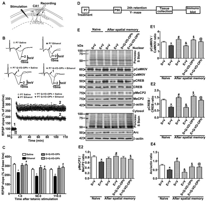 Administration of a caspase-3 inhibitor before P7 ethanol treatment prevents long-term potentiation (LTP) deficits in adult male mice. (A) A schematic drawing shows the stimulating and recording electrode positions in the CA1 region of the HP. (B) The average field-excitatory-post-synaptic potential (fEPSP) slope at various time points obtained from P7 saline (S), ethanol (E), S + Q-VD-OPh, or E + Q-VD-OPh-treated adult mice. For each slice, the fEPSP slopes were normalized against the average slope over the 10-min recording before LTP stimulation. Arrows show the time of Theta-Burst Stimulation (TBS; four pulses at 100 Hz, with bursts repeated at 5 Hz, and each tetanus including three different 10-burst trains separated by 15 s). Inset: representative traces before and after TBS are shown for all the treatment groups. Scale 1 mV; 10 ms. (C) Bar graph compares the average of the fEPSP slopes at several time points after TBS in P7 saline (S), ethanol (E), S + Q-VD-OPh, or E + Q-VD-OPh-treated adult mice hippocampal slices. (*p < 0.01 vs. saline, n = 5 mice/group; 10 slices/group). (D) Scheme indicating the experimental design to evaluate the effects of pre-administration of Q-VD-OPh before saline/ethanol treatment in P7 mice on activity-dependent signaling events in adulthood. The spatial working memory of adult mice treated with saline (S), ethanol (E), S + Q-VD-OPh, or E + Q-VD-OPh at P7 was evaluated using a Y-maze. (E) HP tissues were collected immediately after a 24 h intertrial interval when the mice completed exploring all three arms (3 min, preference trial, test trial). The signaling proteins (E1) pCaMKIV, (E2) pCREB, (E3) pMeCP2 and (E4) Arc were examined in nuclear or cytosolic extracts of the HP from saline (S), ethanol (E), S + Q-VD-OPh, or E + Q-VD-OPh groups (n = 8 mice/group) via western blot analysis. Equal protein loading was confirmed after Ponceau S staining, and β-actin was used as a protein loading control (*p < 0.01 vs. S; #p < 0.01 vs. E; &p < 0.01 vs. S+V; $p < 0.01 vs S; @p < 0.01 vs E. Error bars, SEM (two-way ANOVA with Bonferroni’s post hoc test).