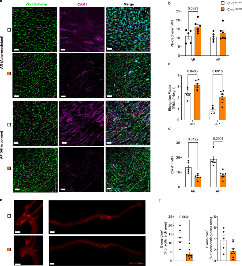 Impact of endothelial Cnr1 deficiency on endothelial morphology and integrity.a The aortic arch (atheroprone, AP) and descending thoracic aorta (atheroresistant, AR) were isolated from female Cnr1EC-WT mice (n = 5) and Cnr1EC-KO mice (n = 6) and prepared for en face staining. Staining for VE-cadherin (green), ICAM1 (magenta), and DAPI (cyan) to visualize the intercellular junctions, adhesion molecules, and nuclei. The images were captured by confocal microscopy. Scale bar, 20 μm. b–d The mean fluorescence intensity (MFI) of VE-Cadherin and ICAM1 signals was quantified from maximum projections of images generated from Z-stack (10-15 images per region per mouse were captured) with Leica Application Suite X (LAS X) software. EC elongation factor (of 20 randomly selected cells per image) was quantified from female Cnr1EC-WT mice (n = 5) and Cnr1EC-KO mice (n = 6). e Representative images of the endothelial permeability assay, based on Evan´s blue extravasation into aortas 30 min after i.v. injection. Scale bar, 1 mm. f Quantification of Evan´s blue-positive area normalized to aortic arch or descending aorta area of female Cnr1EC-WT (n = 5) and Cnr1EC-KO mice (n = 8). Images were taken with a Leica DM6000B microscope and quantified by LAS V4.3 software. All data are shown as mean ± s.e.m; Two-way ANOVA with Sidak post hoc (b–d) or two- tailed Mann-Whitney U (f) tests were applied. Each data point represents one individual mouse sample (biological replicate), collected in at least 2 independent experiments.