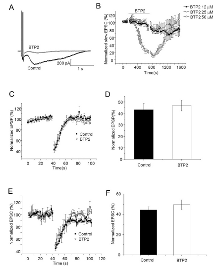 Endocannabinoid-mediated short-term depression in cerebellar Purkinje cell was not inhibited by BTP2. (A) Slow current traces evoked by 10 PF stimuli at 100 Hz during 5 µM of NBQX (Black: Control, Grey: 50 µM of BTP2). (B) Slow EPSCs were evoked during a 200 seconds baseline and for 500 seconds after induction of transient depression application. After that, 50 µM of BTP2 was applied for 10 minutes, and then recording of baseline and induction of transient depression were established in the same cell. (C) EPSPs were evoked by paired pulse of PF stimulus during a 40 seconds baseline and for 60 seconds after induction of transient depression. After that, 50 µM of BTP2 was applied for 10 minutes, and then recording of baseline and induction of transient depression were established in the same cell. Amplitudes of EPSCs were normalized to baseline before and after application of BTP2. (D) Summary bar graphs showing change of depression of EPSPs after application of BTP2. (E) EPSPs were evoked by paired pulse of PF stimulus during a 40 seconds baseline and for 60 seconds after induction of transient depression. After that, 50 µM of BTP2 was applied for 10 minutes, and then recording of baseline and induction of transient depression were established in the same cell. Amplitudes of EPSCs were normalized to baseline before and after application of BTP2. (F) Summary bar graphs showing change of depression of EPSCs after application of BTP2.