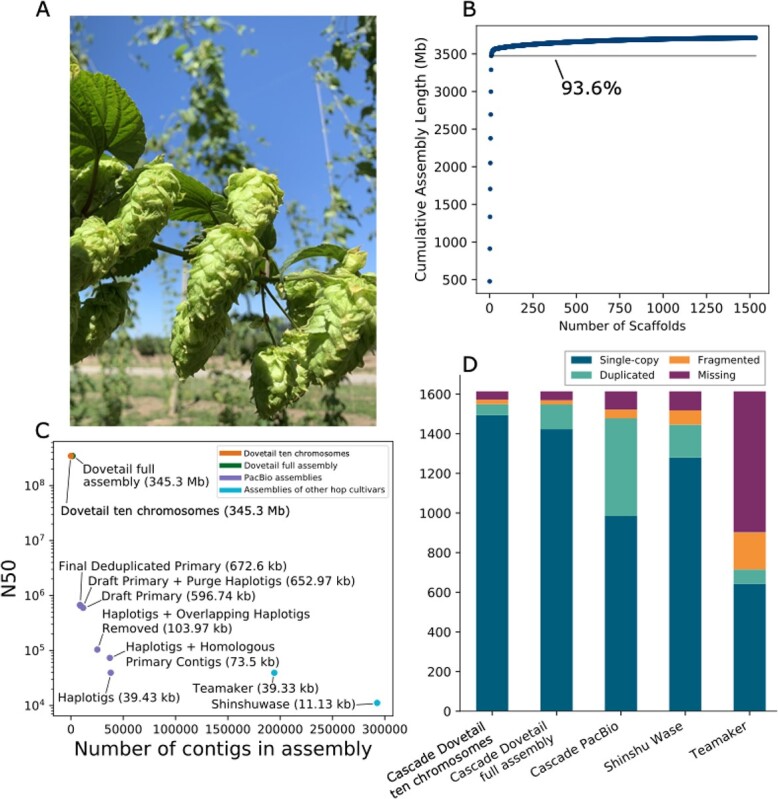 Analysis of Cascade Hop Dovetail assembly. A) Image of hop cones. B) Scatter plot depicting the cumulative assembly length on the y-axis relative to the number of scaffolds on the x-axis, showing that 93.6% of the assembly is contained in the largest 10 scaffolds. C) Scatter plot showing the number of contigs or scaffolds in each assembly on the x-axis versus the N50 on the y-axis. D) BUSCO result comparison among the assemblies for all Dovetail scaffolds; the 10 largest scaffolds in the Dovetail assembly; PacBio Cascade; Shinshu Wase; and Teamaker.