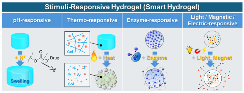 Stimulus-responsive hydrogels and their drug release mechanisms.