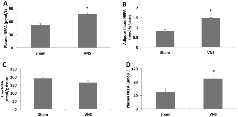 Effects of chronic VNS on mesenteric adipose tissue.(A) Weight of mesenteric adipose tissue in rats subjected to VNS (VNS), pair fed sham-operated (SHAM P-F) and ad libitum sham-operated (SHAM) rats for 4 weeks. Data are means ± SEM for thirteen animals per VNS, nine per SHAM, and four per pair fed SHAM. Different letters denote significant differences (P<0.05). (B) Abdominal adipose tissue of rats after SHAM or VNS treatment. The arrow indicates the reduced amount of perirenal fat in the VNS-treated rat.