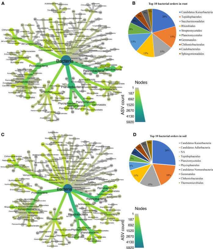 Taxonomic composition at the order level for bacterial communities. (A) Taxonomic representation at order level in the roots. (B) Relative abundance of top 10 bacterial orders in the root. (C) Taxonomic representation at order level in rhizosphere soil. (D) Relative abundance of top 10 bacterial orders in rhizosphere soil.