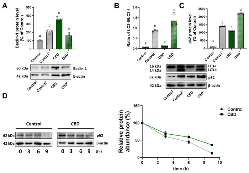 Effect of CBD treatment on autophagic flux. Analysis by Western blotting of Beclin-1 levels (A), the ratio of LC3-II/LC3-I (B), and p62 levels (C). (D) Half-life of p62 in the presence and absence of chloroquine inhibitor, under control and CBD conditions. Values were normalized to β-actin expression. Results are expressed as mean ± SD. The results, except for the ratio, were expressed as a percentage relative to the control group, which was set as the reference at 100%. Experiments were repeated three times independently (n = 3), and samples bearing different letters differ significantly (p < 0.05).