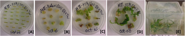 Hemp tissue culture propagation. (A) Hypocotyl explants on callus-induction media. (B) Hypocotyl explants with the callus on callus induction media. (C,D) Callus and developing shoots on shoot-induction media. (E) Developed shoots on root-induction media.