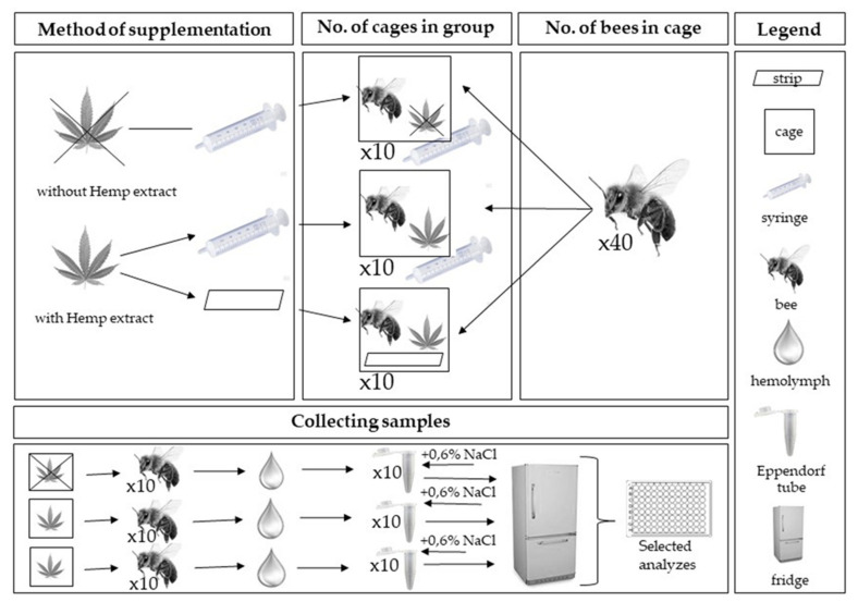Scheme of collecting samples in experiment.