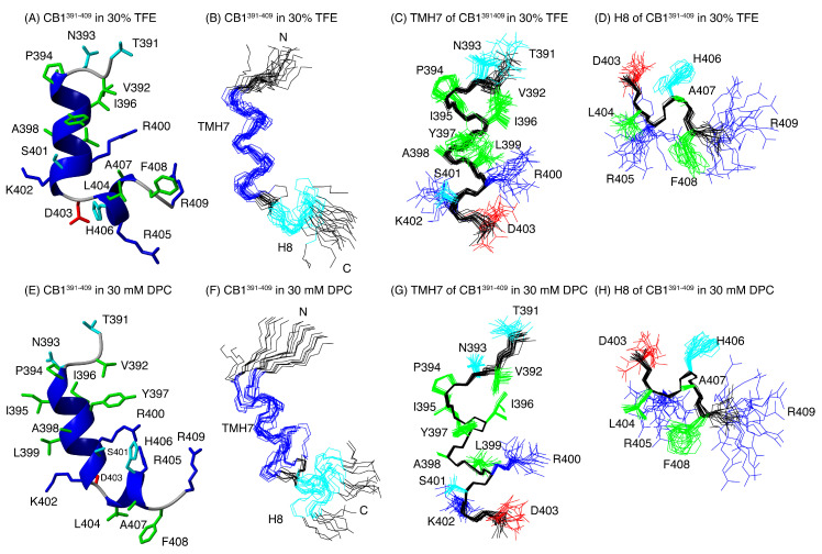 CB1391-409 structure in 30% TFE (A–D) and in DPC micelles (E–H). Ribbon representation of the lowest target conformer of the structural ensemble (A,E). Overlay of the backbone atoms of the 20 lowest target function conformers (B,F). Overlay of residues 394-402 (helix TMH7; panels (C,G)) Overlay of residues 403-407 (helix H8; panels (D,H)). In panels (A–E), the backbone atoms of helices TMH7 and H8 are coloured in blue. The side-chains are shown in panels (F–H). The aliphatic and aromatic side chains are displayed in green, the Glu and Asp side chains in red, the Arg and Lys side chains in blue, and the Asn, His, Thr, and Ser side chains in cyan.