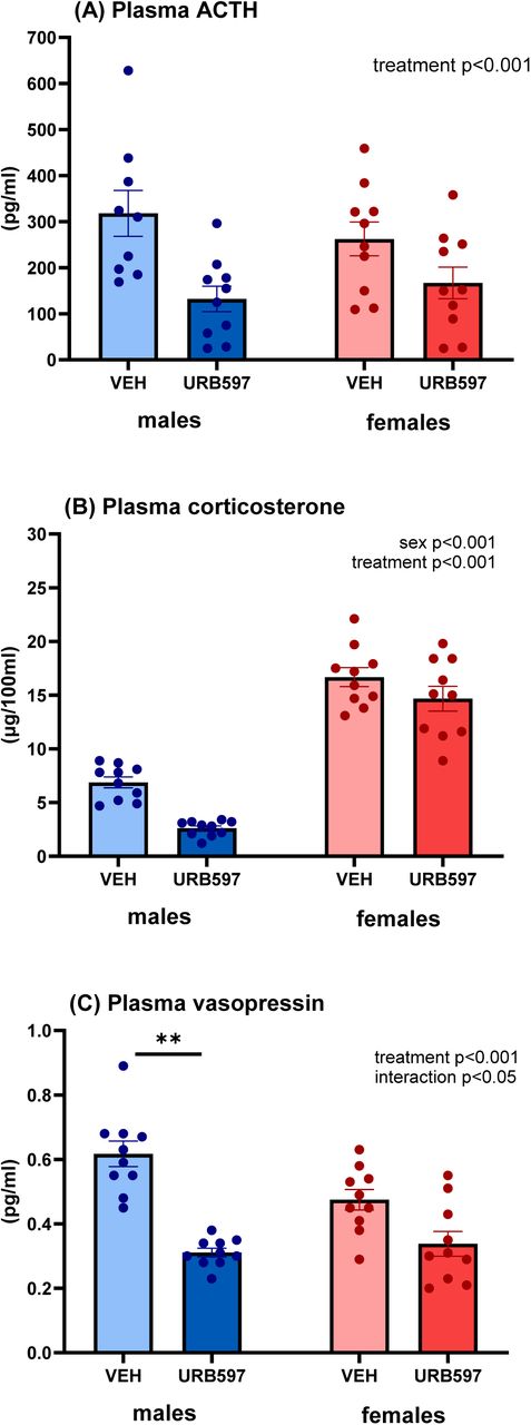 Plasma concentrations of ACTH (A), corticosterone (B), and vasopressin (C) measured after the NOR test in male and female rats treated with vehicle (VEH) or URB597 (0.3 mg/kg). All animals received scopolamine (0.5 mg/kg) before testing. Results are expressed as dot plots, with each dot representing an individual subject and bars indicating mean ± SEM. Statistical analysis as revealed by two-way ANOVA with factors sex and treatment.