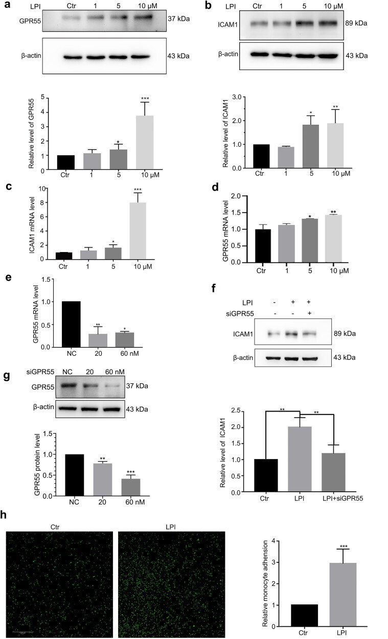 LPI targeted GPR55 and promoted endothelial cell activation. (a, b) Western blot analysis of GPR55 and ICAM1 protein levels after treating with LPI (1, 5 and 10 μM) for 18 h. (c, d) RT-PCR analysis of ICAM1 and GPR55 mRNA levels after treating with LPI (1, 5 and 10 μM) for 18 h. (e, g) HAECs were transfected with siGPR55 at 20 and 60 nM for 24 h. RT-PCR and Western blot analysed the RNA and protein level of GPR55. (f) HAECs were transfected with siGPR55 (60 nM) for 24 h and then treated with LPI (10 μM) for 18 h. Western blot analysed ICAM1 protein level. (h) Immunofluorescence analysed the adhesion of monocytes to endothelial cells after treating with LPI (10 μM) for 18 h, scar bar: 500 μm. Data are represented as mean ± SD (*p < .05, **p < .01 and ***p < .001, n = 3).