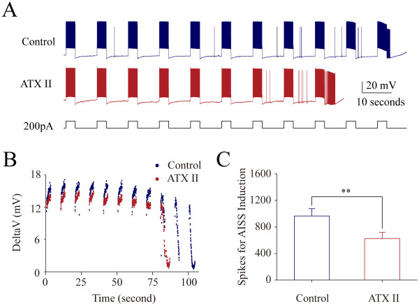 ATX-II accelerates AISS induction at hippocampal GABAergic neurons. AISS is induced under the control and subsequent application of ATX-II (50 nM) after the first round of AISS disappears for 6 minutes, a time interval similar to Figure 1. A) illustrates AISS induction under the control (top trace) and in presence of ATX-II (bottom trace). Calibration bars are 20 mV and 10 seconds. B) shows dynamical changes in threshold potentials under the control (blue symbols) and in presence of ATX-II (red symbols). C) shows the number of spikes needed for AISS onset under the control (blue bar) and in presence of ATX-II (red bar; asterisk, p < 0.05, n = 8).