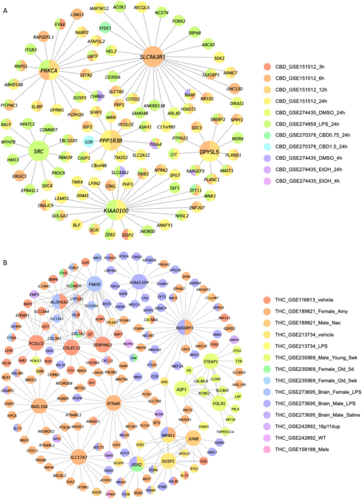 Key driver analysis identifies key regulatory genes in the perturbation effects of CBD and THC. Gene regulatory networks were constructed using key driver analysis from Mergeomics for CBD (A) and THC (B) brain exposure datasets. The colors of the network nodes indicate datasets in which the gene was a DEG, as described by the color legends. A Brain dataset key drivers for CBD were primarily related to neural development and synaptic functions and were consistently detected across datasets from multiple model organisms and brain regions. B Brain dataset key drivers for THC were primarily related to neuronal functions, signal transduction, structural integrity, and metabolic functions but were less consistently detected across different datasets, as most were uniquely DEGs in specific studies