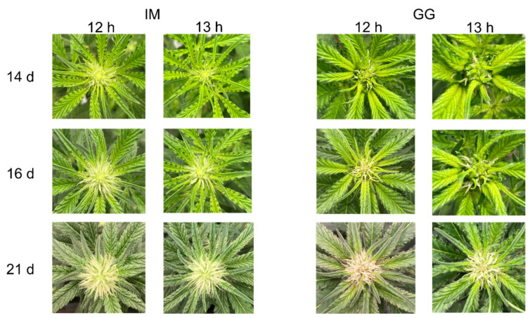 Representative photos showing early apical inflorescence development of C. sativa cultivars ‘Incredible Milk’ (IM) and ‘Gorilla Glue’ (GG) under 12 h and 13 h photoperiod treatments from 14 d to 21 d after the start of photoperiod treatments.