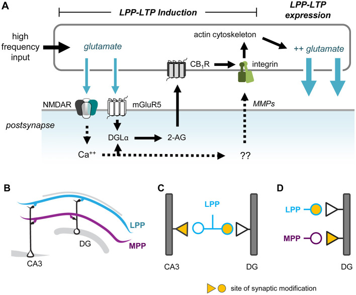 Diagram with four panels explaining LPP-LTP mechanisms in the hippocampus: A shows molecular pathways for LPP-LTP induction and expression, involving glutamate, NMDAR, mGluR5, DGLα, 2-AG, CB1R, integrin, MMPs, and actin cytoskeleton; B illustrates hippocampal pathways from CA3 to DG via LPP (blue) and MPP (purple); C graphically marks LPP synaptic modification sites; D compares LPP and MPP synaptic modification sites in DG. Yellow triangles indicate synaptic modification sites throughout.