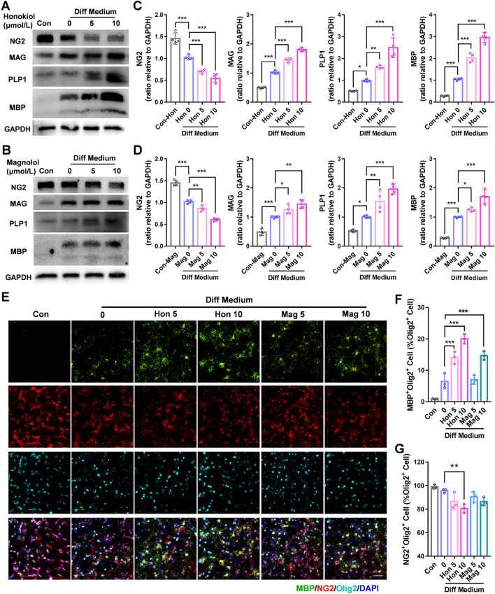 Honokiol and magnolol promote OL maturation in vitro. A Western blots of expression of the myelin proteins MBP, MAG, PLP1, and the OPC marker NG2 in primary OPC treated with 5 or 10 μmol/L honokiol in differentiating medium for 24 h. B Western blots of expression of the myelin proteins MBP, MAG, PLP1, and the OPC marker NG2 with GAPDH as a loading control in OPCs treated with 5 or 10 μmol/L magnolol in differentiating medium for 24 h. C, D Analysis of Western blots as in A and B. The results are presented as the mean ± SD. n = 4, *P <0.05, **P <0.01, ***P <0.001, one-way ANOVA. E by immunofluorescence staining of MBP (green), NG2 (red), and Olig2 (cyan) in OPCs and OLs after primary OPCs were treated with 5 or 10 μmol/L honokiol and magnolol in differentiating medium for 24 h. Nuclei are stained with DAPI. Scale bar, 50 μm. F Percentages of MBP+ Olig2+ cells in Olig2+ cells. G Percentages of NG2+ Olig2+ cells in Olig2+ cells. The results are presented as the mean ± SD. n = 3, **P <0.01, ***P <0.001, one-way ANOVA. Con, control; Hon, honokiol; Mag, magnolol; Diff, different.