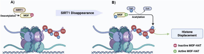 Diagram depicting the process of histone modification. Panel A shows SIRT1 deacetylating MOF, causing it to become inactive. Panel B illustrates SIRT1 disappearance, activating MOF for acetylation, leading to histone displacement. Molecular components such as CoA, active and inactive states of MOF-HAT, and acetylated lysine residues (K5, K8, K12, K16) are labeled.