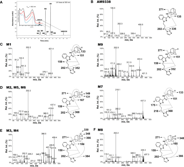 AM9338 and its metabolites MS2 spectra, fragmentation, and metabolite interpretation (A) LC-MS chromatogram depicting AM9338 metabolites generated 60 min after incubation with mouse liver microsomes. The inset contains the UV spectra for AM9338, M1 and M2 in black, red, and blue color traces, respectively. (B) MS2 spectra for AM9338. (C) MS2 spectra for monohydroxylated metabolites M1 and M9. (D) MS2 spectra for dihydroxylated metabolites M2, M5, M6, and M7. (E) MS2 spectra for trihydroxylated metabolites M3 and M4. (F) MS2 spectra for monohydroxylated-ketone metabolite M8.