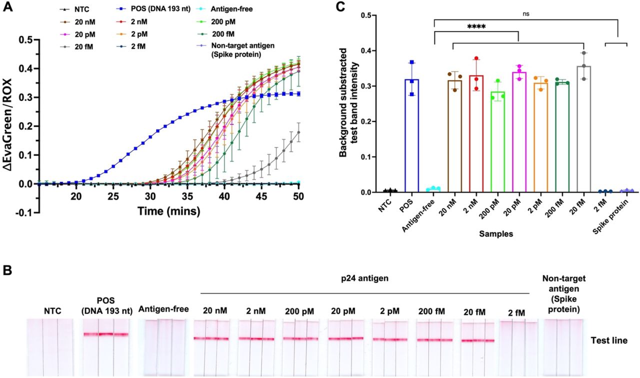 LAMP assay using oligo-conjugated antibody probes in the presence of HIV-1 p24 antigen.(A) The amplification plot of LAMP assays using both oligo-antibody probes with various concentrations of HIV-1 p24 antigen compared to non-amplifying conditions: NTC, antigen-free, and SARS-CoV-2 Spike protein as a non-target antigen. (B) ai-LAMP assay readout on the LFIA platform. The amplicons from LAMP assays using both oligo-antibody probes incubated with various concentrations of HIV-1 p24 and non-target antigen are visualized on LFIA strips. C) Corresponding test band intensity analysis of LFIA strips shown in B. n = 3; **** indicates p ≤ 0.0001.