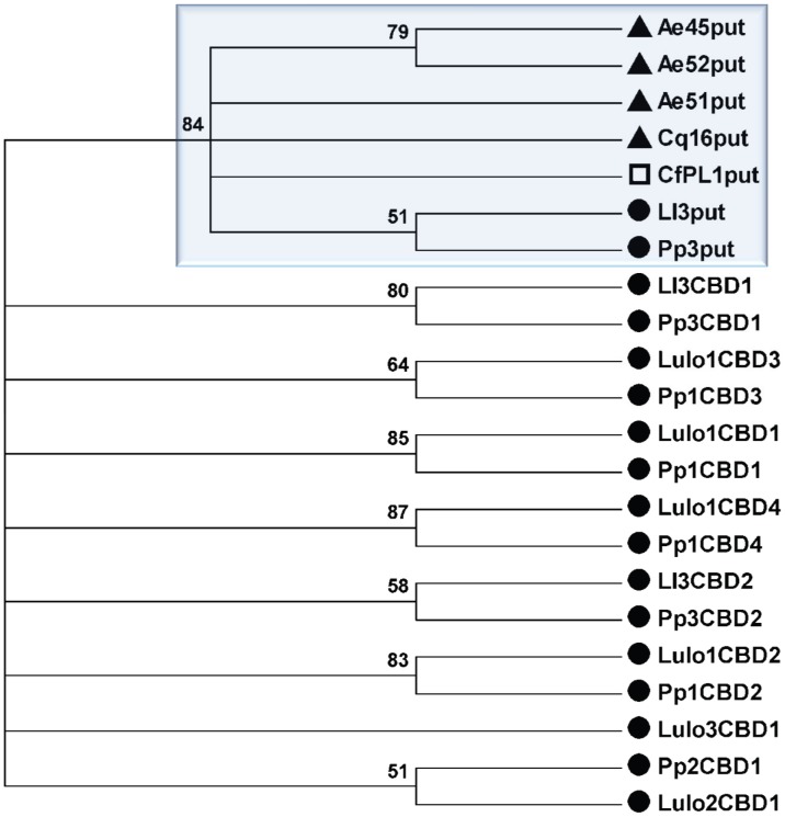 Phylogenetic comparison.Condensed tree depicts all the putative CBD domains in a single branch (blue shadow box), displaying strong bootstrap support (84%). All other branches are CBDs found in orthologs of sand fly peritrophins. Filled circles, filled triangles, and open square indicate sand fly, mosquito, and flea peritrophins, respectively.