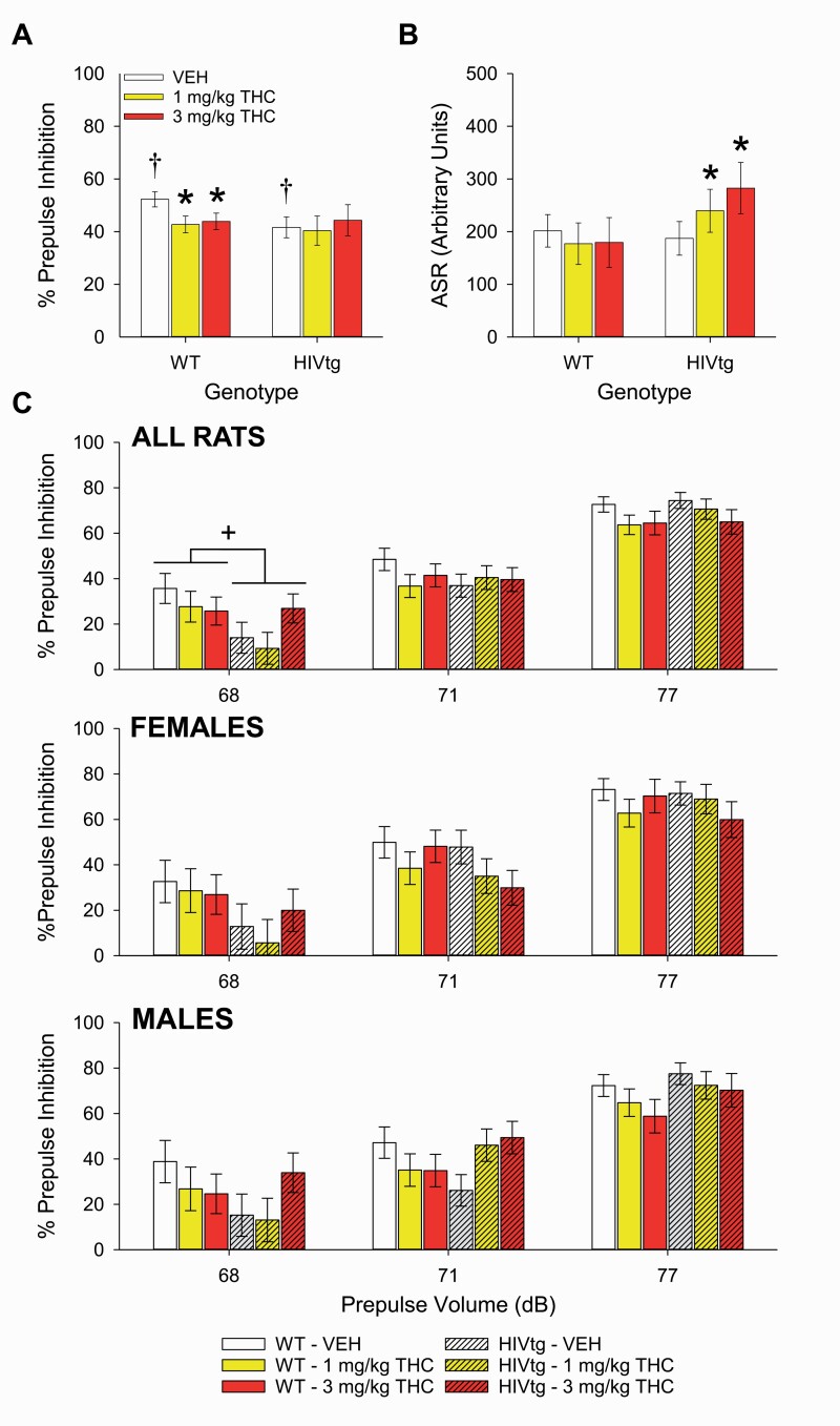 The effects of Δ9-tetrahydrocannabinol (THC) on prepulse inhibition (PPI) of the acoustic startle response (ASR) in male and female HIV transgenic (HIVtg) and wild-type (WT) rats. HIVtg rats displayed lower levels of PPI (averaged across prepulse intensities) following vehicle administration than WT rats. THC lowered PPI in WT rats only and did not affect HIVtg rats on this measure (A). THC affected ASR in HIVtg rats only, with both 1 and 3 mg/kg THC increasing ASR relative to vehicle (B). Follow-up analysis of a significant prepulse × genotype interaction revealed that HIVtg rats exhibited lower levels of PPI following 68-dB prepulses only (C) (top) regardless of sex (middle, bottom). +P < .05; *P < .05 vs vehicle; bars annotated with † significantly differ from each other (P < .05). Data presented as mean ± SEM.