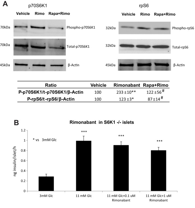 Rimonabant action on GSIS is dependent on the mTORC1 pathway and it phosphorylates p70S6K1 and rpS6 in a rapamycin-sensitive way. (A) CB1 antagonism by rimonabant increases in vitro phosphorylation of p70S6K1 and rpS6 in isolated islets of Langerhans, and this effect is prevented by rapamycin pre-incubation. Total-p70S6K1, total-rpS6 and β-actin were used as reference proteins. The image is representative of three independent experiments per protein. Table: immunoreactivity was measured by using ImageJ software and values are expressed as percentage of signal intensity in vehicle condition. *P<0.05, **P<0.01 vs vehicle; #P<0.05 vs rimonabant; Student's t-test. (B) Antagonism of CB1 with rimonabant had no effect on GSIS in isolated islets from S6K1−/− mice. Data from three independent experiments. Islets from 2-3 animals each experiment. n=5-6 well each experimental condition. ***P<0.001 vs 3 mM Glc; one-way ANOVA.