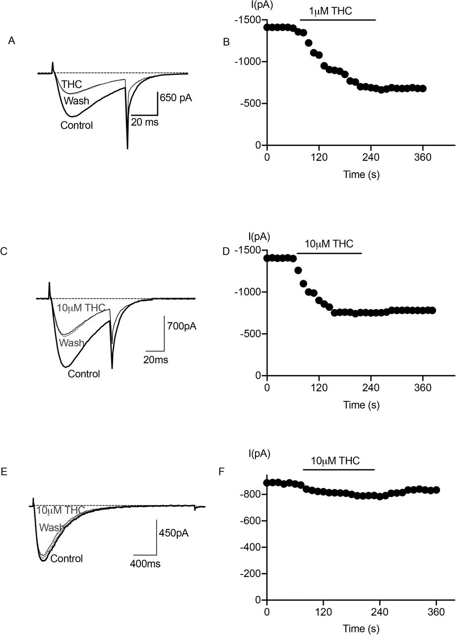 THC effects on CaV3 current amplitude.Recording of CaV3 channel was made as outlined under experimental procedures. Each trace represents the current elicited by a voltage step from −100mV to −30mV. (A) 1 μM THC inhibited CaV3.1 calcium current. (B) inhibitory effects of THC on CaV3.1 was not washed out by using external solution. (C) THC inhibited CaV3.2 calcium current at 10 μM. (D) A reversal of THC (10 μM) inhibition of CaV3.2 was not seen by washing. (E) THC at 10 μM had little effect on calcium current of CaV3.3. (F) Inhibition by THC at 10 μM was not reversible.