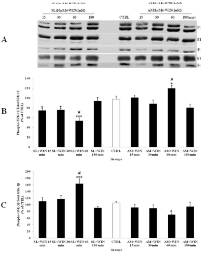 The effect of SL327 (SL) as a specific inhibitor of ERK1/2 pathway and AM251 (AM, 1 µM) as a cannabinoid antagonist on the phosphorylated-ERK1/2 (p-ERK1/2), total ERK1/2, phosphorylated-GSK-3β (p-GSK-3β) and total GSK-3β expression in cerebellar granular cells (CGNs). CGNs were pre-treated with SL (10 µM), 30 min before added WIN 55,212-2 (WIN, 1 µM) and AM was co-treated with WIN in CGNs 12-well plate and the cell lysates were prepared after 15, 30, 60 and 180 minutes. The protein expression was analyzed by western blotting. The p-ERK1/2 and ERK1/2 expression (A and B), and the p-GSK-3β and GSK-3β expression (A and C), were evaluated. The protein expression was normalized to β-actin as internal control (CTRL). The band intensity was measured and presented as the percent of un-treated cells (CTRL). All data were presented as Mean ± SD. Statistically significant values are presented as follows: *** p < 0.001, ** p < 0.01 and * p < 0.05, compared to CTRL; # p < 0.05, compared the 30 to 60 min exposure