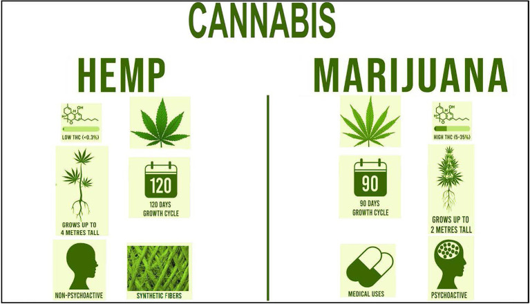 Comparison of the two varieties of Cannabis: industrial hemp and marijuana. The general leaf structure, percent levels of THC, psychoactive properties, growth height, growth cycle days, and uses are shown.