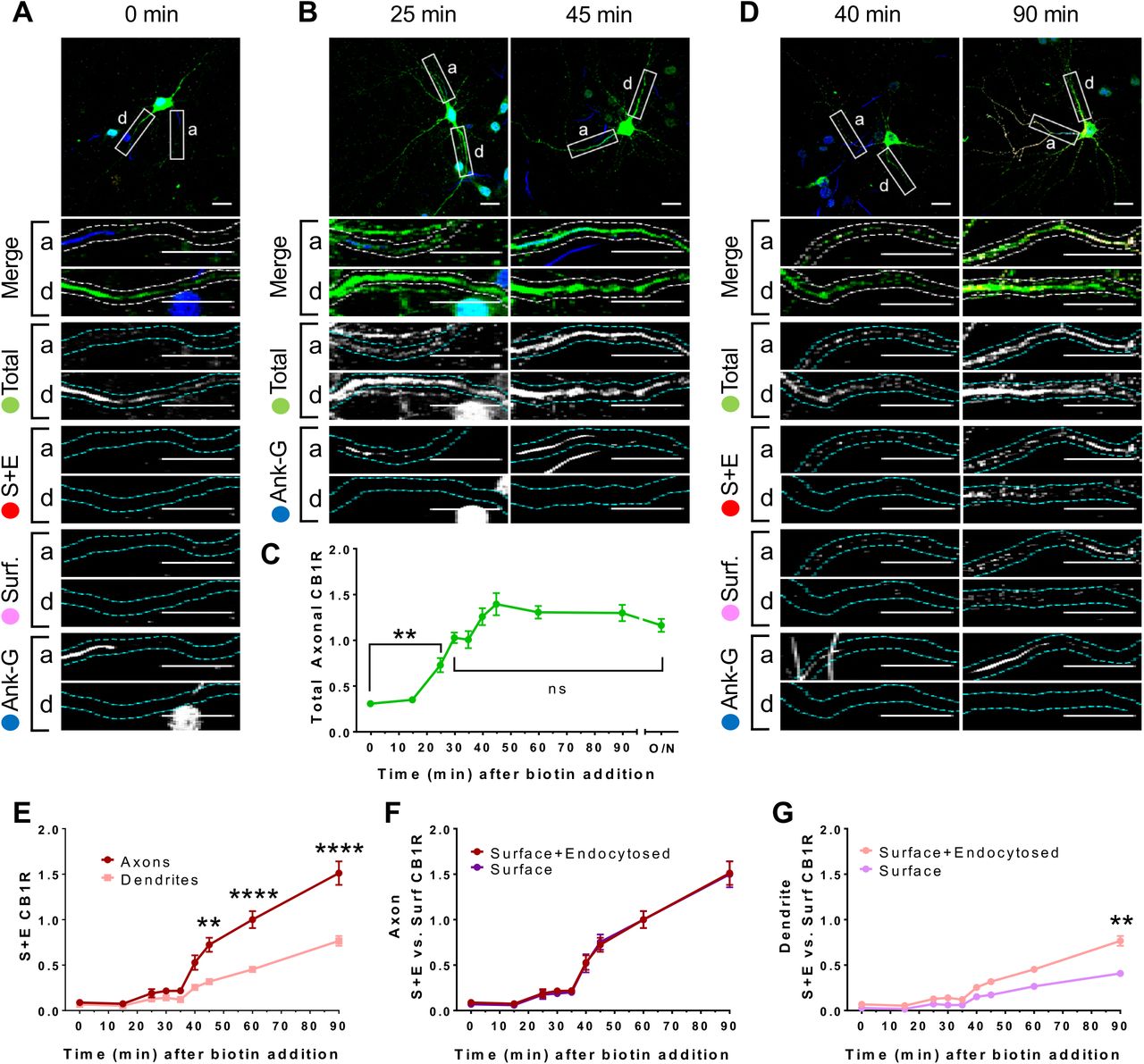 Newly synthesized CB1Rs are preferentially delivered to, and retained at, the axonal membrane to establish surface polarisation.The trafficking of SBP-EGFP-CB1R following release with biotin was monitored after 0 (no biotin), 15, 25, 30, 35, 40, 45, 60, 90 minutes and overnight (O/N; non-retained control) in DIV13 hippocampal neurons. Upper panels for each condition show whole cell field of view and lower panels are enlargements of axonal (a) and dendritic (d) ROIs. Green = total; red = surface+endocytosed; magenta = surface; blue = axon marker (Ankyrin-G). A) Representative image of a hippocampal neuron expressing RUSH SBP-EGFP-CB1R without biotin (0 min). SBP-EGFP-CB1R is anchored in the ER of the somatodendritic compartment and is not detected in the axonal compartment or on the surface of either compartment. Merge: green = total; blue = Ankyrin-G; red = surface+endocytosed; magenta = surface. B) Representative confocal images of hippocampal neurons expressing RUSH SBP-EGFP-CB1R 25 and 45 min after release showing that SBP-EGFP-CB1R has entered the axon. Merge: green = total; blue = Ankyrin-G. C) Quantification of data represented in (A-B). SBP-EGFP-CB1R was initially absent from the axon but entered after 25 minutes and continued to accumulate until it plateaued after 45 minutes to a level comparable to a non-retained control (O/N). One-way ANOVA with Tukey’s post hoc test. N = three to six independent experiments, n = 19-45 neurons per condition. (0 min vs. 25 min: 0.307±0.0173 vs. 0.729±0.0772; N = 6, n = 45 vs. N = 3, n = 19; **p = 0.0018. 30 min vs. ON: 1.03±0.0597 vs. 1.2±0.0632; N = 4, n = 32 vs. N = 4, n = 24, nsp = 0.8186). D) Representative confocal images of DIV 13 hippocampal neurons expressing RUSH SBP-EGFP-CB1R 40 and 90 min after release showing that SBP-EGFP-CB1R is preferentially delivered to, and retained at, the axonal surface. Merge: surface to total seen as white; endocytosed to total seen as yellow. E-G) Two-way ANOVA with Tukey’s post hoc test (all analysed and corrected for multiple comparisons together). N = three to six independent experiments, n = 19-45 neurons per condition. E) Quantification of data represented in (D). SBP-EGFP-CB1R reached the surface of the axon 40 minutes after release and the surface of dendrites 60 minutes after release. Furthermore, significantly more SBP-EGFP-CB1R reached the axonal versus dendritic surface at 45, 60, and 90 minutes. (45 min, Axons vs. Dendrites: 0.723 ± 0.077 vs. 0.319 ± 0.035; N = 3, n = 20 vs. N = 3, n = 20; **p = 0.0054. 60 min, Axons vs. Dendrites: 1 ± 0.093 vs. 0.452 ± 0.023; N = 6, n = 46 vs. N = 6, n = 46; ****p < 0.0001. 90 min, Axons vs. Dendrites: 1.511 ± 0.129 vs. 0.566 ± 0.054; N = 4, n = 26 vs. N = 4, n = 26; ****p < 0.0001). F) Quantification of data represented in (D). Comparison between surface+endocytosed (red; see E) and surface (magenta) curves show that SBP-EGFP-CB1R was retained on the surface of axons. (For all p > 0.9999). G) Quantification of data represented in (D). Comparison between surface+endocytosed (pale red; see E) and surface (pale magenta) curves show that SBP-EGFP-CB1R was internalised from the surface of dendrites. (90 min, SE vs. S: 0.766 ± 0.054 vs. 0.408 ± 0.038; N = 4, n = 26 vs. N = 4, n = 26; **p = 0.0046).