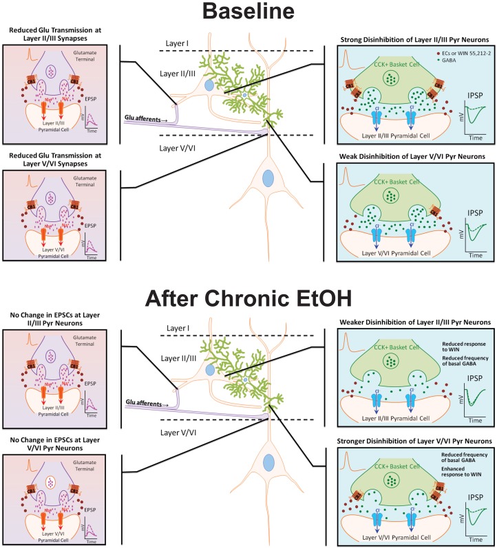Model diagram summarizing the effects of CB1 activation on specific synapses under basal conditions and following chronic EtOH treatment. Under baseline conditions, CB1 activation reduces GABAergic and NMDA receptor-mediated glutamate transmission at synapses on layer II/III and layer V/VI PNs. The inhibition of GABAergic transmission onto layer II/III PNs is much greater than at GABA synapses on layer V/VI neurons. There is no difference in the inhibition of glutamate transmission between layers. Following chronic EtOH treatment, the CB1-mediated disinhibition of layer II/III PNs is reduced, and there is a gain of function in CB1 signaling at deep-layer GABA synapses effectively switching the cannabinoid sensitivity between cortical layers. Chronic EtOH treatment does not affect CB1 signaling at glutamate synapses. Abbreviations: CB1, cannabinoid receptor 1; CCK+, cholecystokinin positive; Cl−, chloride ion, ECs, endocannabinoids; EPSP, excitatory post-synaptic potential; GABA, γ-amino-butyric acid; IPSP, inhibitory post-synaptic potential; Na+, sodium ion; WIN, WIN 55,212-2.