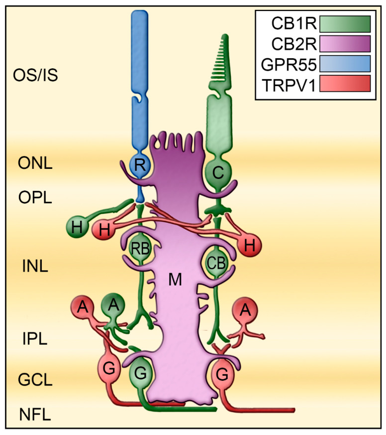 Mapping of the receptors CB1R, CB2R, GPR55, and TRPV1 in the monkey retina. These receptors are differently expressed in the retina of monkeys. These results are compiled from several published articles [16,27,28,29]. CB1R is represented in green, CB2R in magenta, GPR55 in blue, and TRPV1 in red. A, amacrine cells; C, cone photoreceptors; CB, cone bipolar cells; G, ganglion cells; GCL, ganglion cell layer; H, horizontal cells; INL, inner nuclear layer; IPL, inner plexiform layer; IS, photoreceptors inner segments; M, Müller cells; NFL, nerve fiber layer; ONL, outer nuclear layer; ONL, outer plexiform layer; OS, photoreceptors outer segments; R, rod photoreceptors; RB, rod bipolar cells. Redrawn from [27].