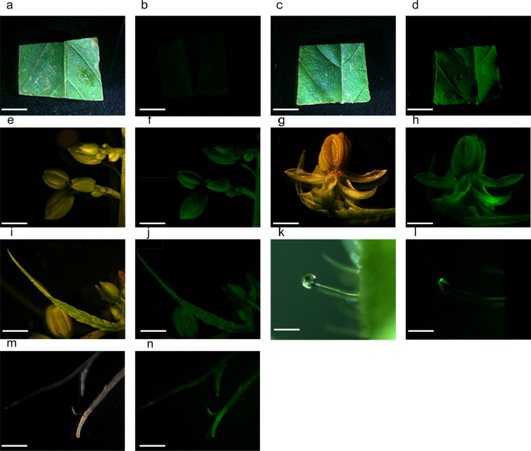 Transient GFP expression in various CRS-1 tissues/organs. The pEarleyGate 101-eGFP transformed Agrobacterium GV3101 culture that contains 0.015% of Silwett L-77, 0.05% of Pluronic F-68 and 5 mM of ascorbic acid was vacuum infiltrated for 10 minutes after 30 seconds of sonication. The pictures of GFP fluorescence were taken 4 days after infiltration. (a). Bright field image of an empty vector pEarleyGate 101-treated leaf disc. Bar 800 µm (b). GFP fluorescence of an empty vector pEarleyGate 101-treated leaf disc. Bar 800 µm (c). Bright field image of a pEarleyGate 101-eGFP-treated leaf disc. Bar 800 µm (d). GFP fluorescence of a pEarleyGate 101-eGFP-treated leaf disc (e). Bright field image of a pEarleyGate 101-eGFP-treated pollen sac cluster. Bar 200 µm. (f). GFP fluorescence of a pEarley Gate 101-eGFP-treated pollen sac cluster. Bar 200 µm. (g). Bright field image of pEarleyGate 101-eGFP-treated anther and sepal. Bar 120 µm (h). GFP fluorescence of pEarley Gate 101-eGFP-treated anthers and sepals. Bar 120 µm (i). Bright field image of a pEarleyGate 101-eGFP-treated filament. Bar 200 µm (j). GFP fluorescence of a pEarley Gate 101-eGFP-treated filament. Bar 200 µm (k). Bright field image of a pEarleyGate 101-eGFP-treated capitate-stalked trichome. Bar 150 µm (l). GFP fluorescence of a pEarley Gate 101-eGFP-treated capitate-stalked trichome. Bar 150 µm (m). Bright field image of a pEarleyGate 101-eGFP-treated root from a hemp seedling. Bar 10 mm (n). GFP fluorescence of a pEarley Gate 101-eGFP-treated root from a hemp seedling. Bar 10 mm.